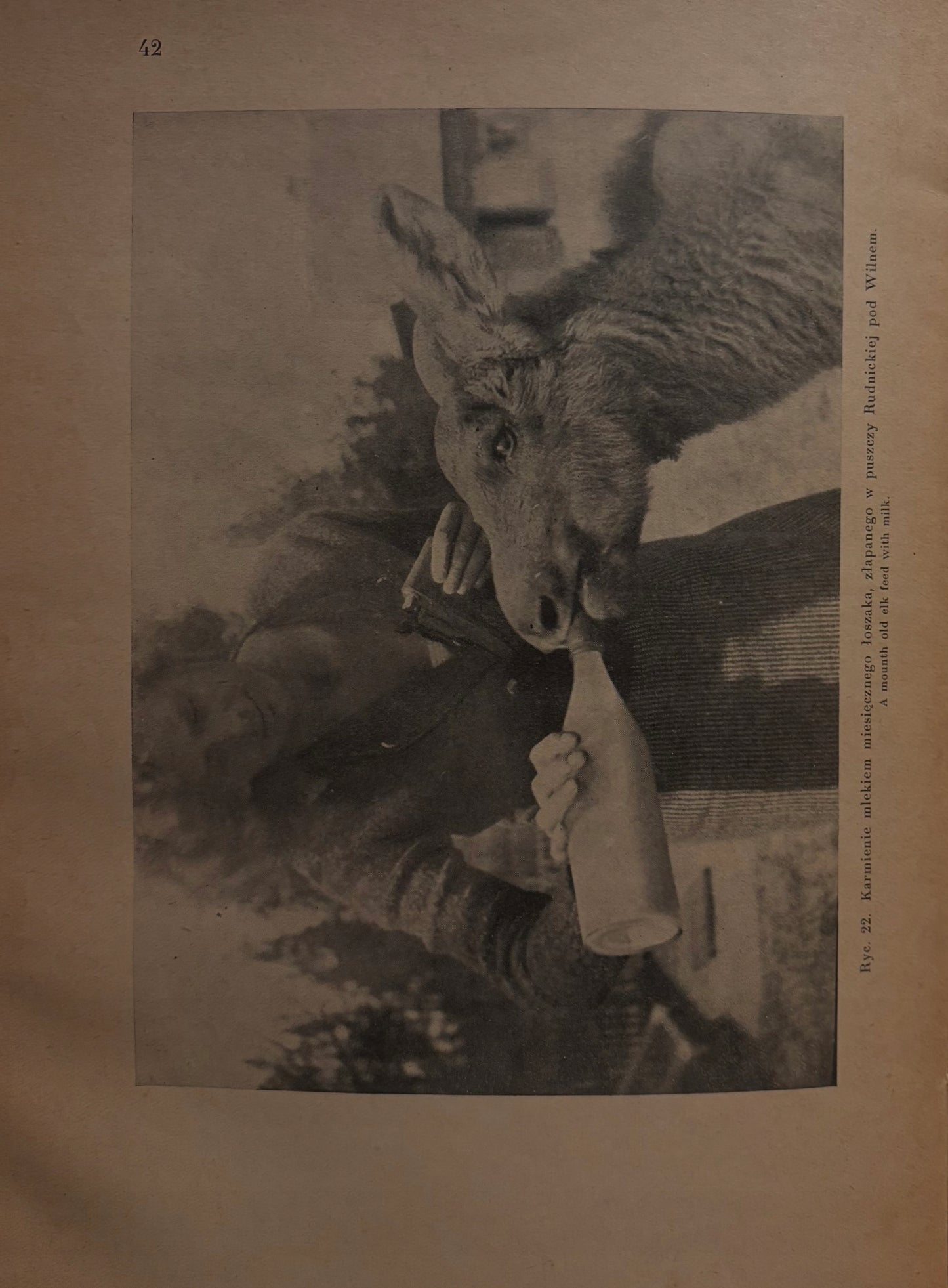 Łoś w Polsce. Z ilustracjami, fotografiami autoraWłodzimierz Korsak
