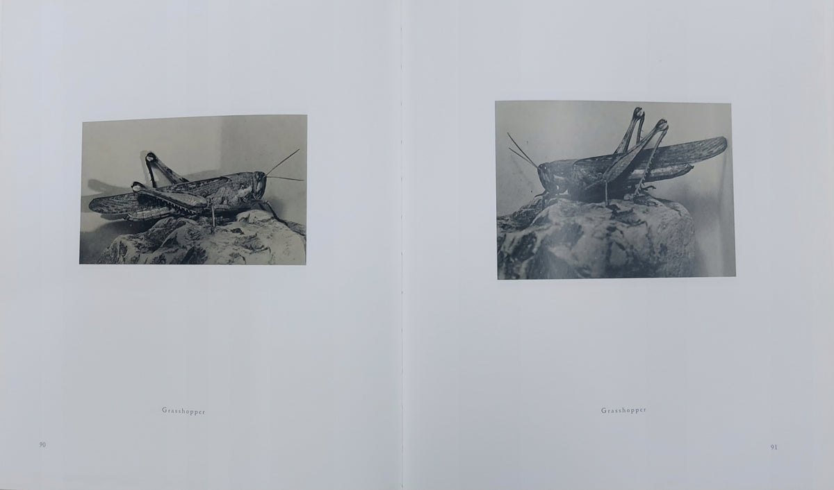 Man ray Trees + flowers - insect animals