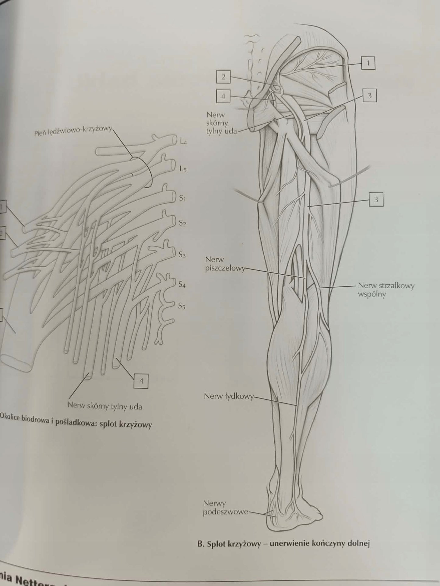Anatomia Nettera do kolorowania John T. Hansen