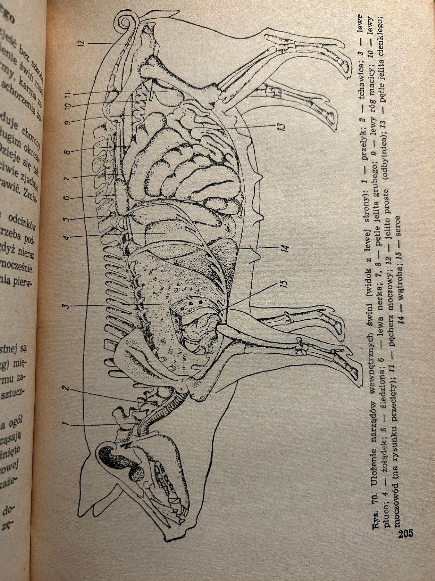 Poradnik weterynaryjny [1955 r.]