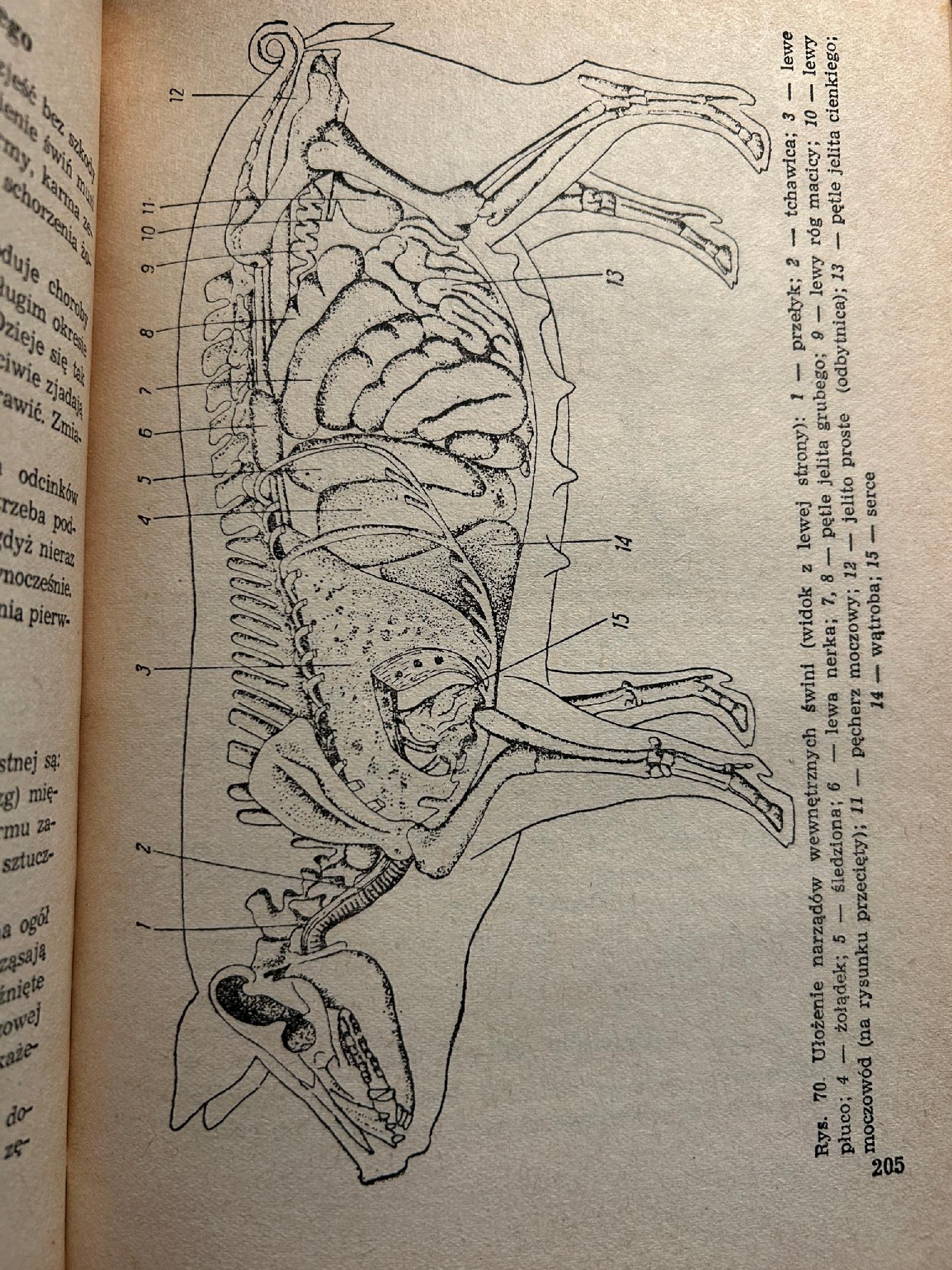 Poradnik weterynaryjny [1955 r.]
