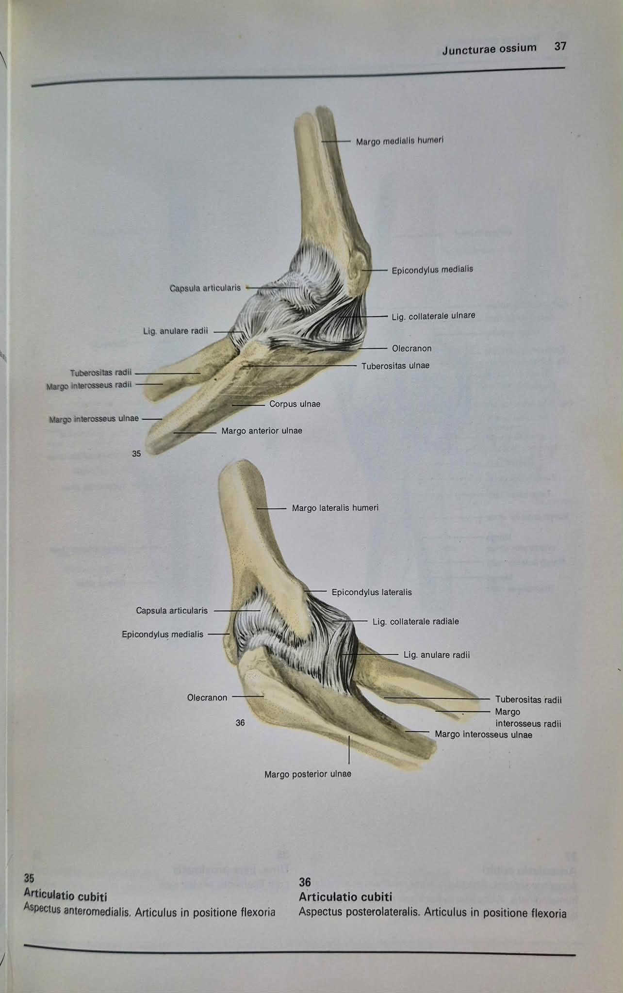 Atlas anatomii człowieka Tom 1-3 Bertolini / Leutert