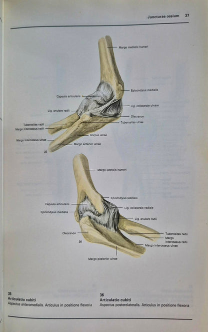 Atlas anatomii człowieka Tom 1-3 Bertolini / Leutert