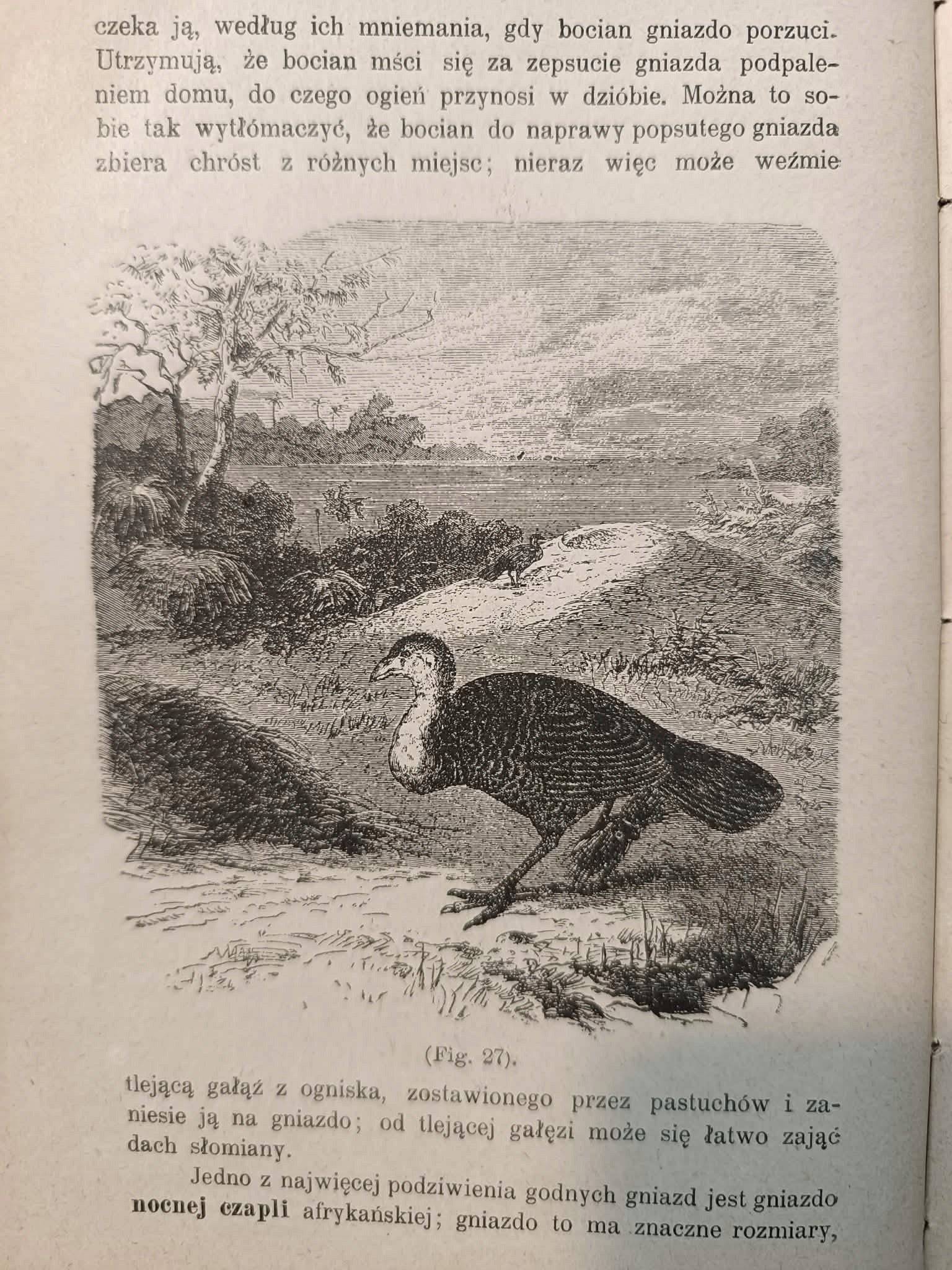 Sztuka budowania u zwierząt przez Hipolita Parasiewicza [przedwojenne 1900]