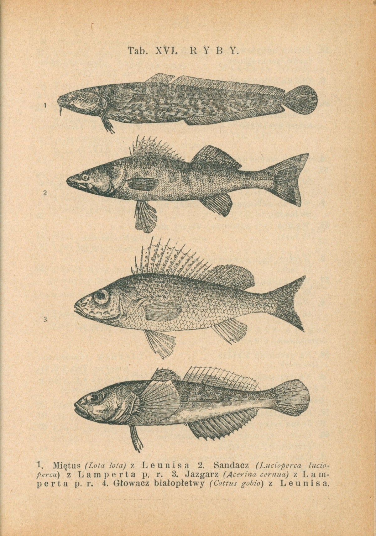 Bibljoteka Biologiczna Nr. 3, 4, 10, 11 Życie wód słodkich [1927-31]