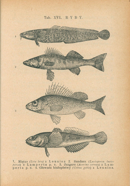 Bibljoteka Biologiczna Nr. 3, 4, 10, 11 Życie wód słodkich [1927-31]