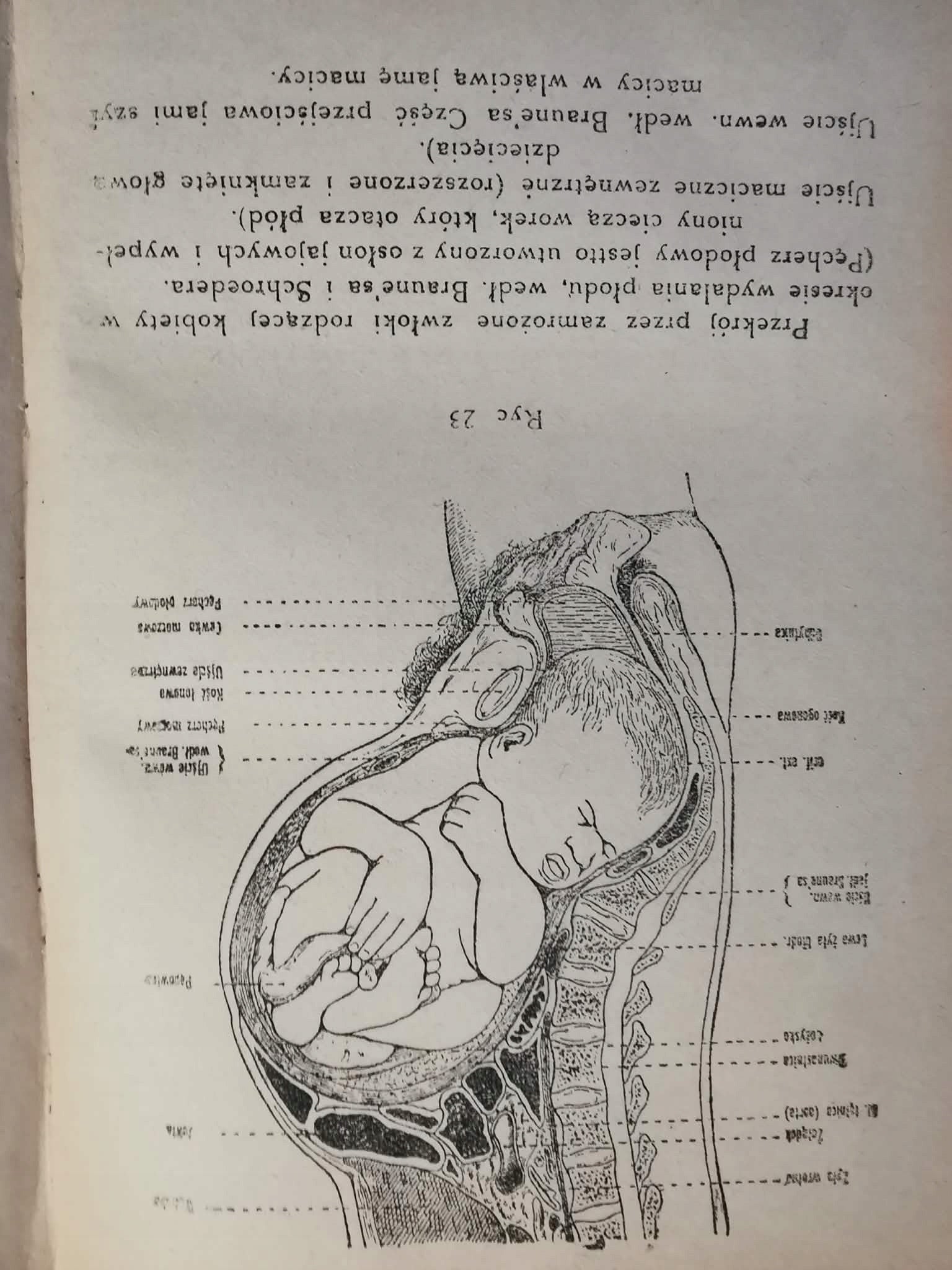 Zagadnienia seksualne t. I, A. Forel [książka przedwojenna 1920]