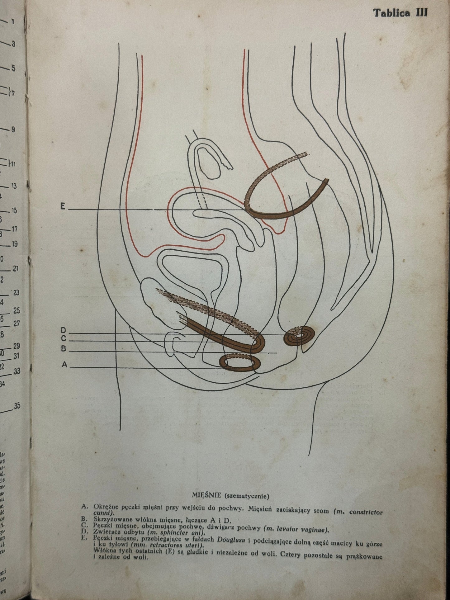 Małżeństwo doskonałe, jego fizjologja i technika Th. H. van de Velde [1935]