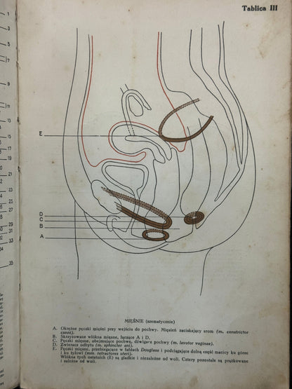Małżeństwo doskonałe, jego fizjologja i technika Th. H. van de Velde [1935]