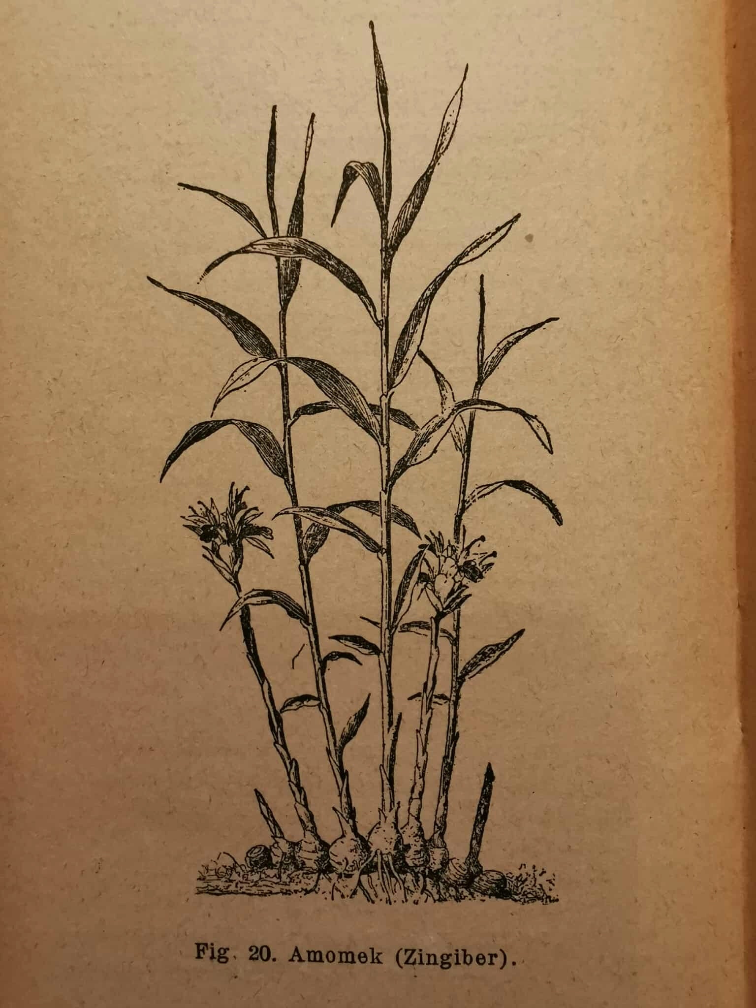Świat roślin II, W. Tański [1902]