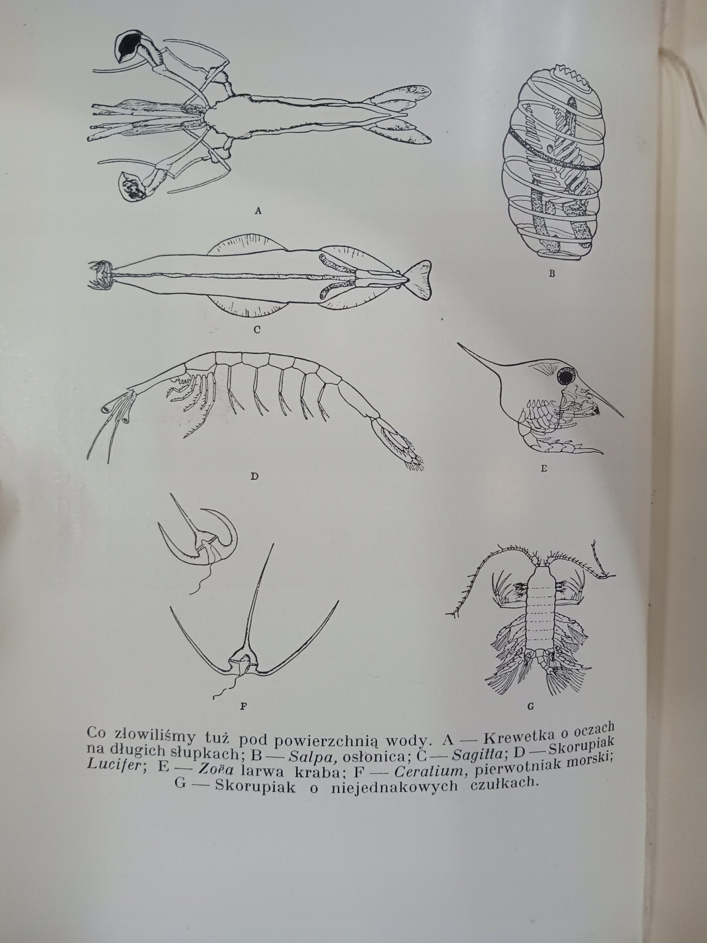 Galapagos na krańcach świata William Beebe [wydanie z roku 1938]
