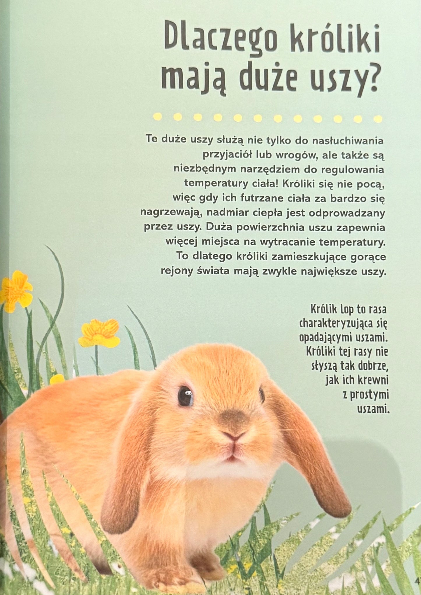 Britannica Wielka księga pytań dlaczego? Sally Symes