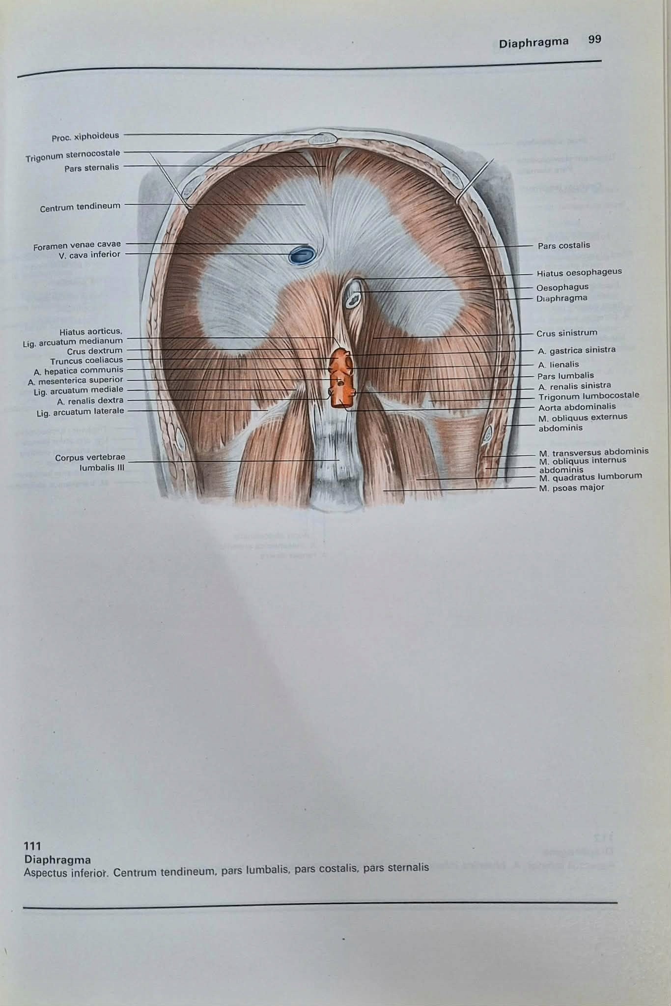 Atlas anatomii człowieka Tom 1-3 Bertolini / Leutert