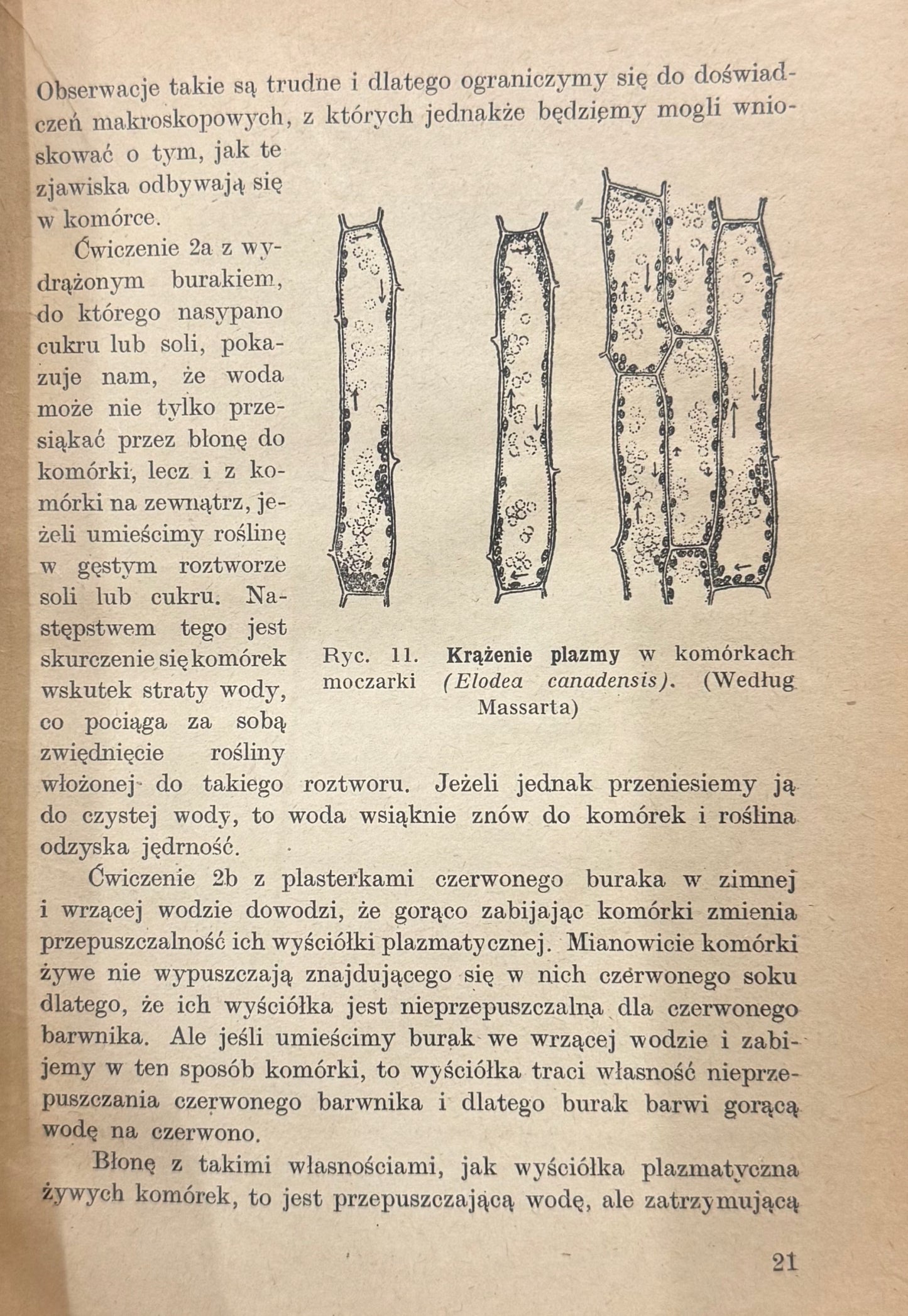 Zarys botaniki z ćwiczeniami Władysław Szafer, Bohdan Dyakowski [1947]