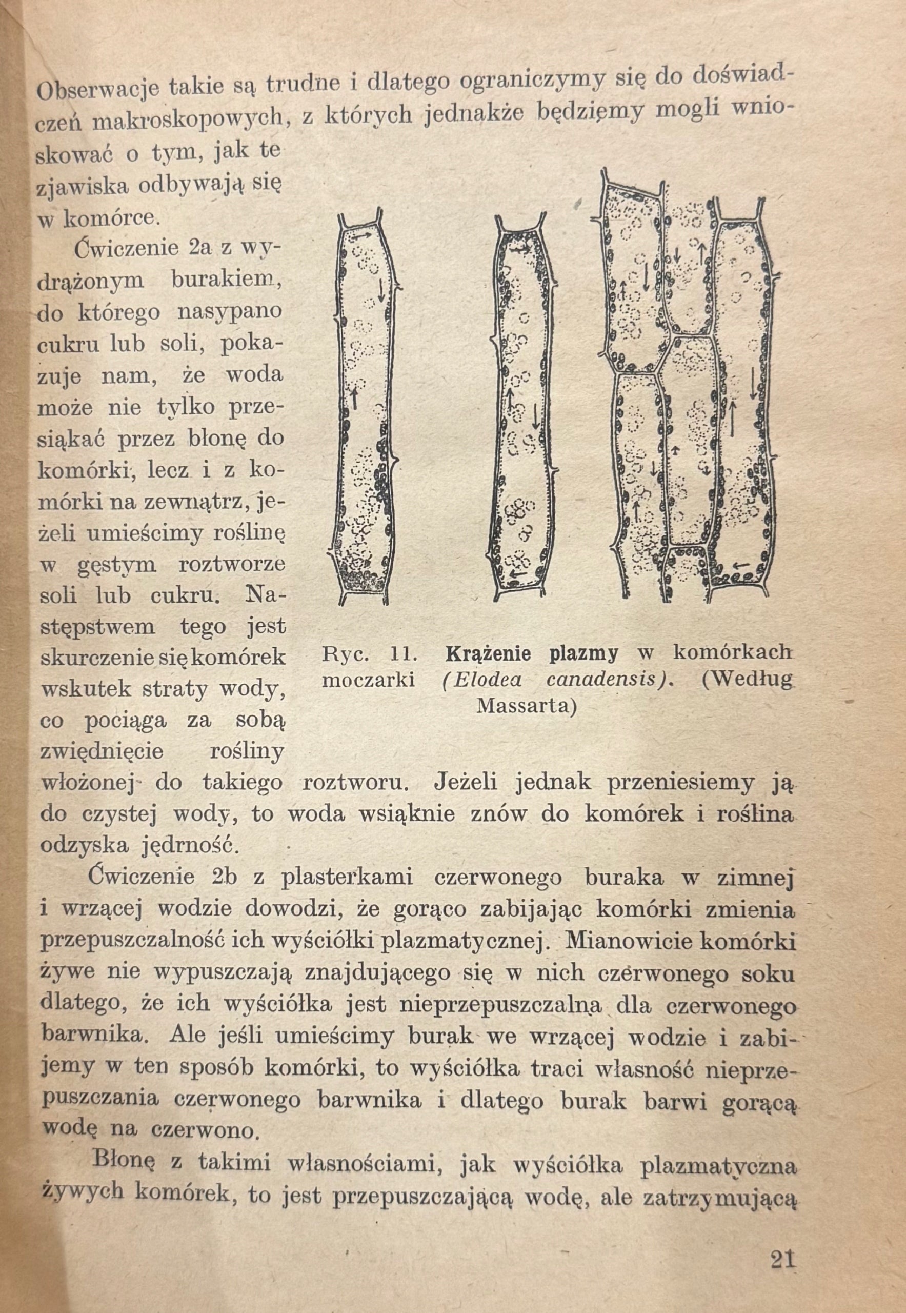 Zarys botaniki z ćwiczeniami Władysław Szafer, Bohdan Dyakowski [1947]