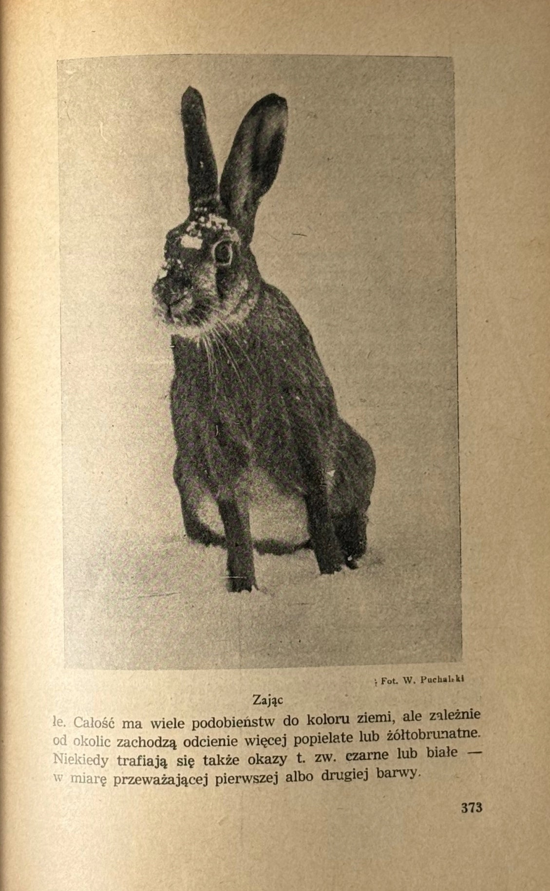 Łowiectwo Podręcznik dla leśników i myśliwych Wiesław Krawczyński [1947]