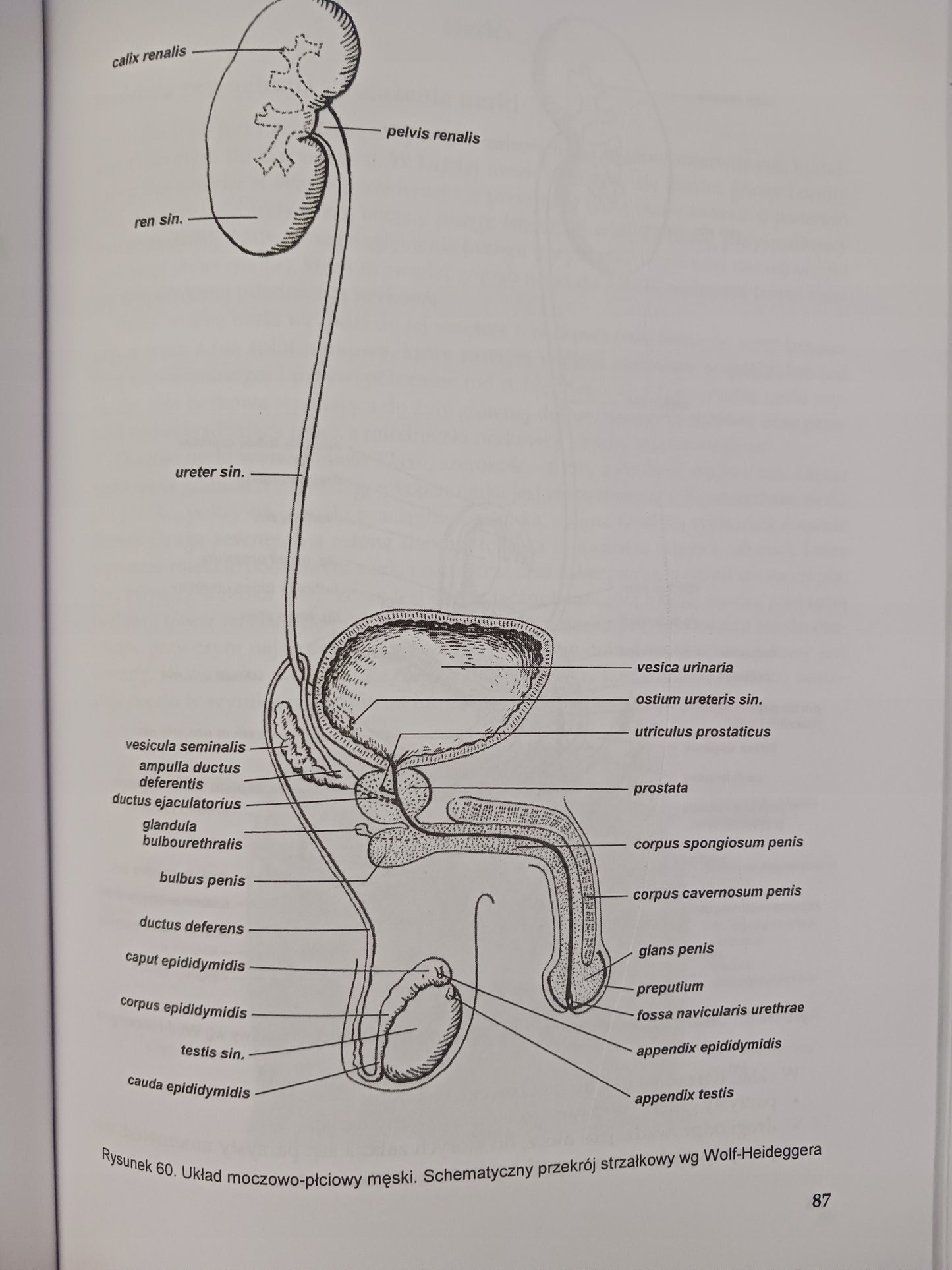 Anatomia Człowieka część II Praca zbiorowa