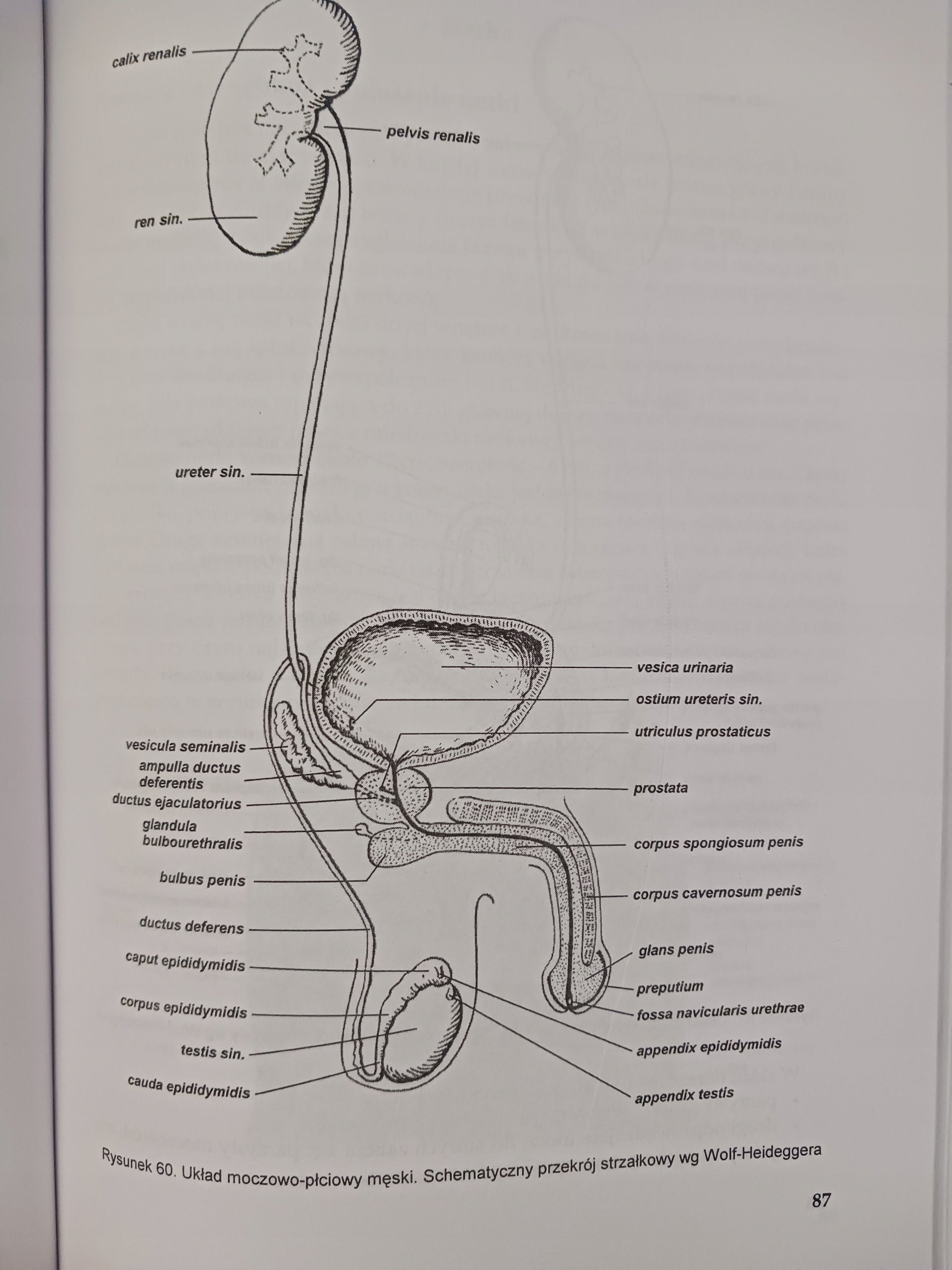 Anatomia Człowieka część II Praca zbiorowa