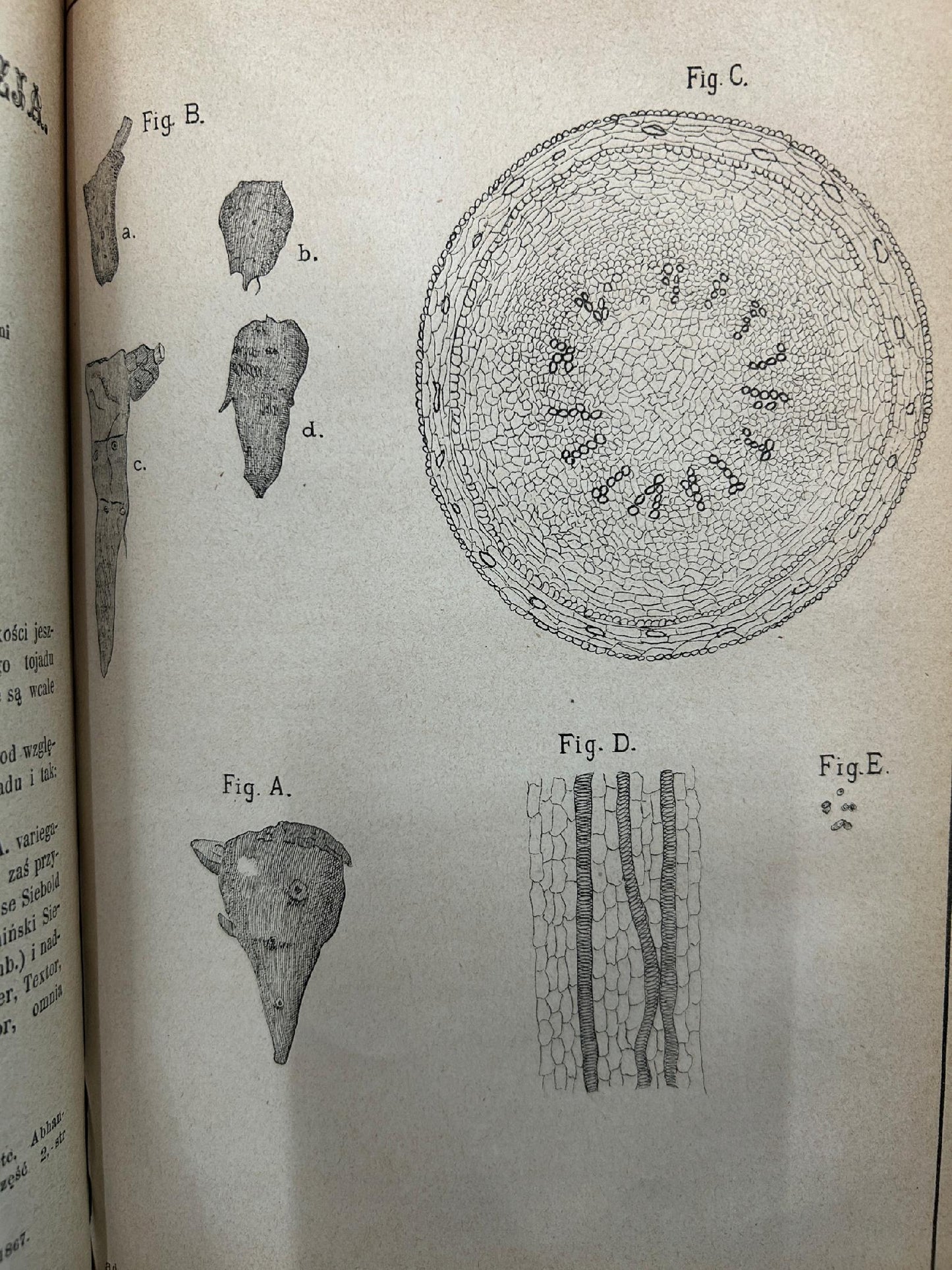 Wiadomości farmaceutyczne pod redakcją Jana Mrozowskiego Tom VI [1880 r.]