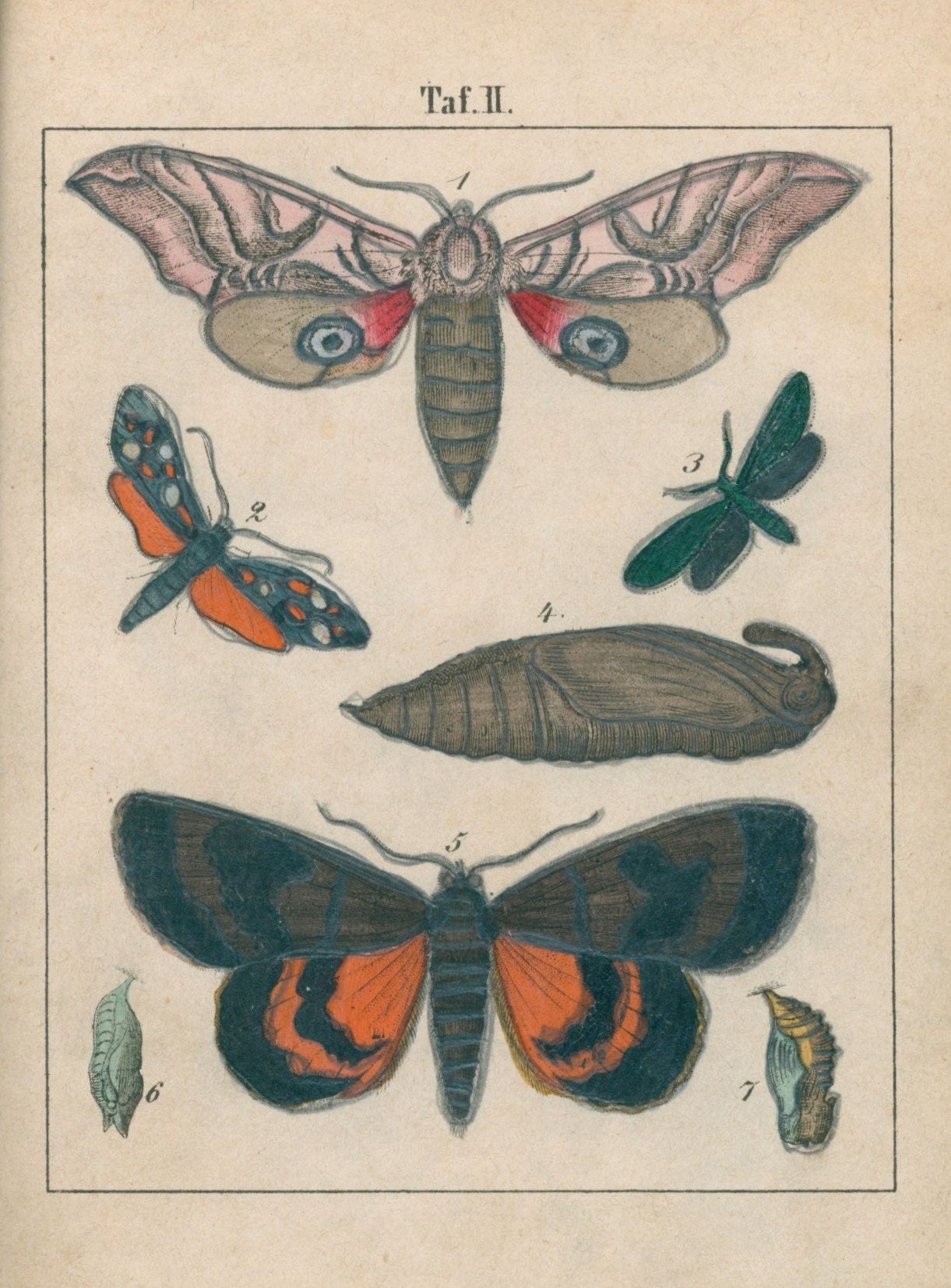 Księga motyli (Schmeterlingsbuch) [Halle 1890]
