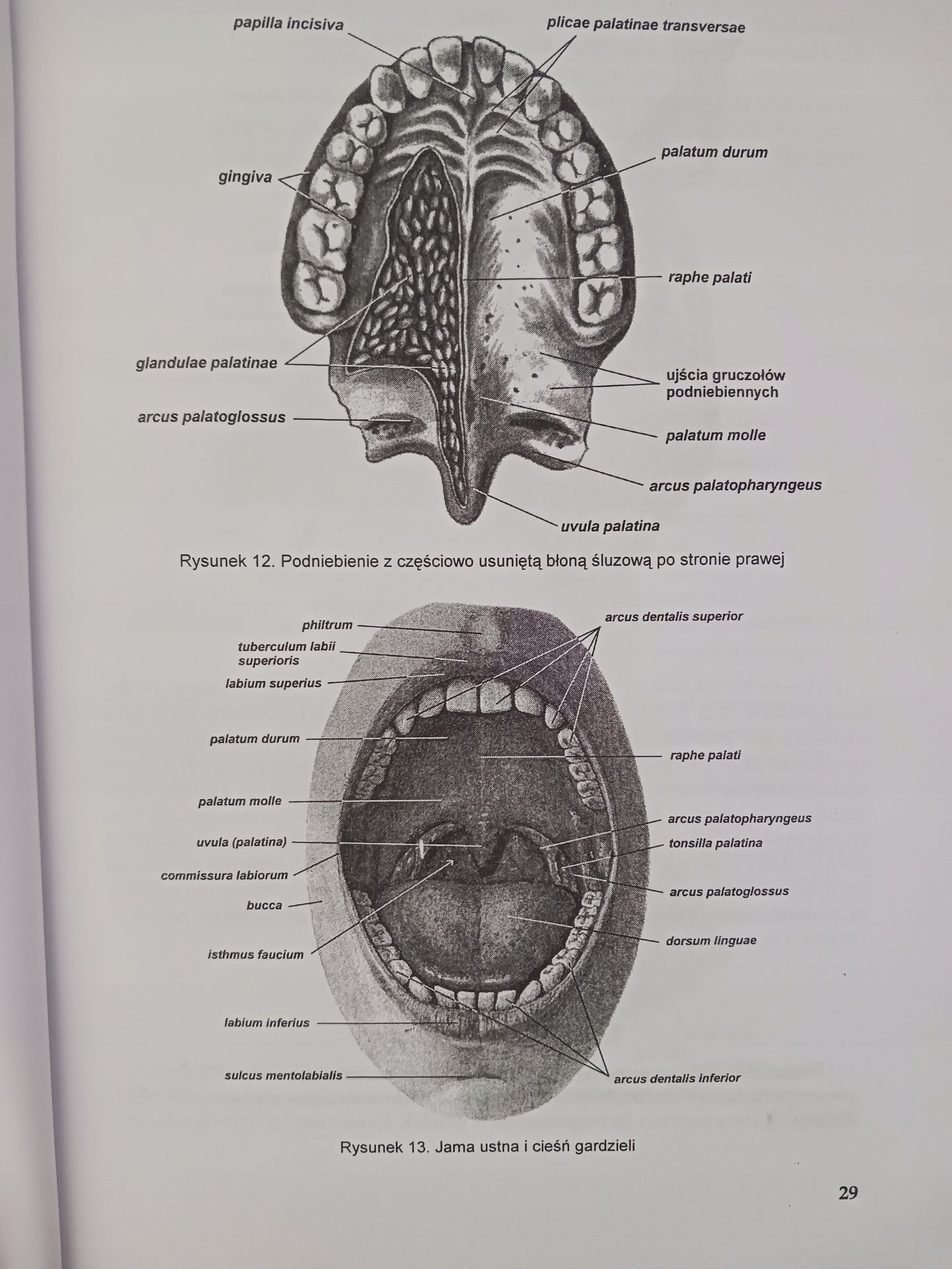 Anatomia Człowieka część II Praca zbiorowa