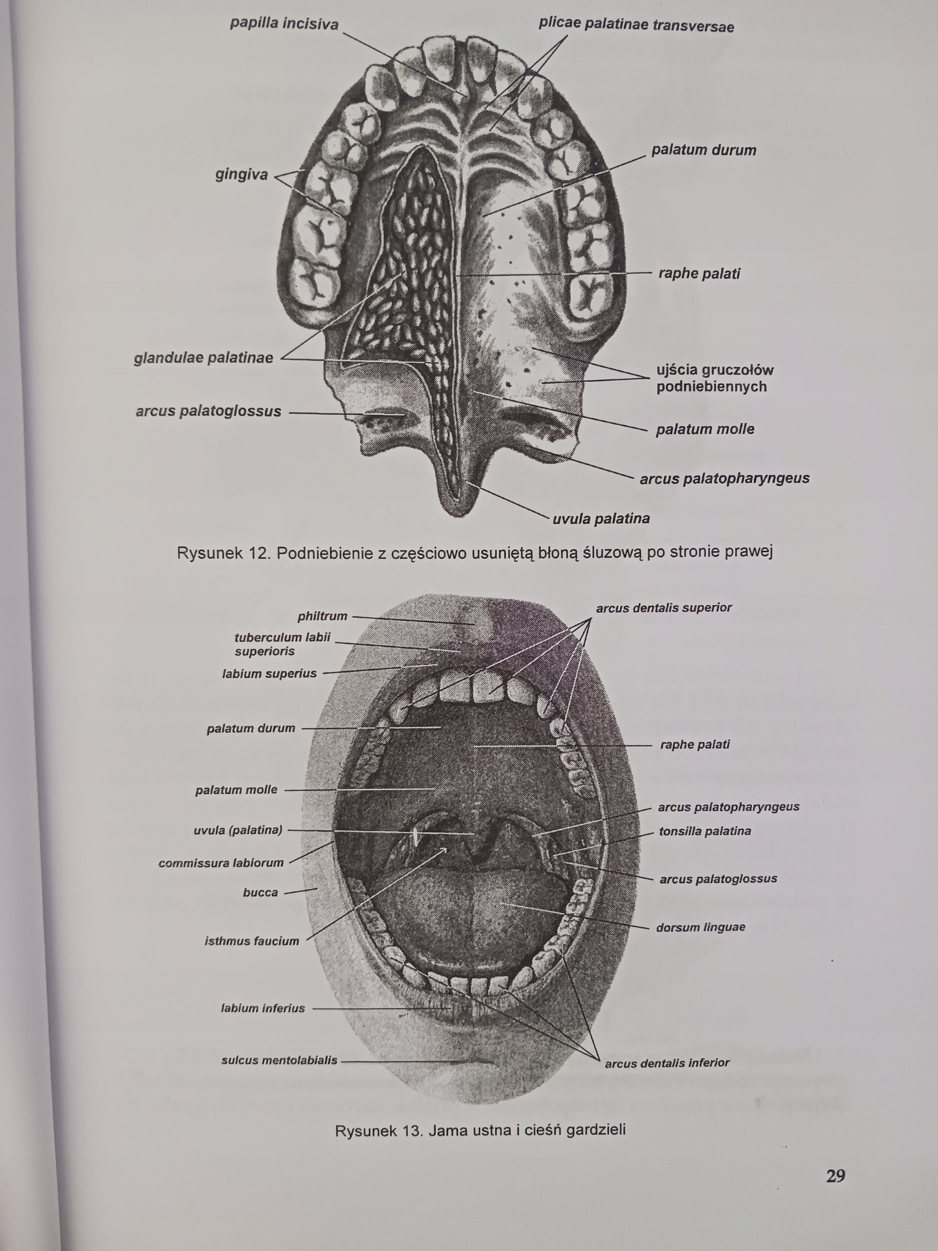 Anatomia Człowieka część II Praca zbiorowa