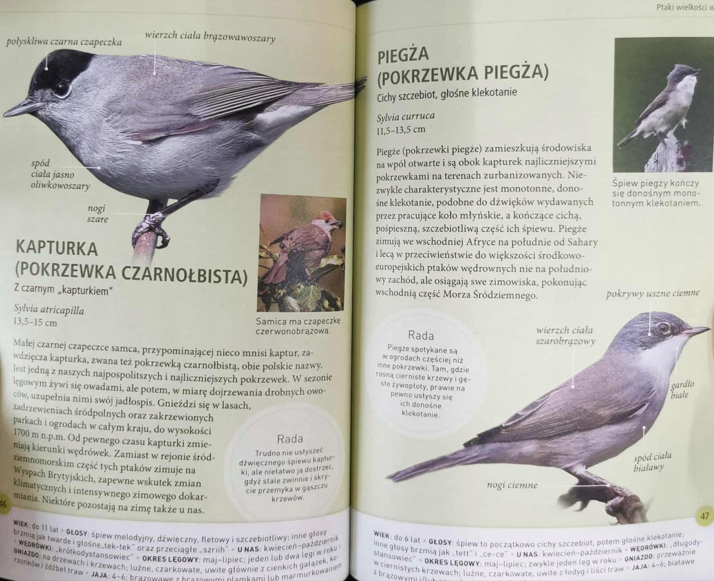 2 książki: Drzewa, Ptaki - jak je rozpoznawać