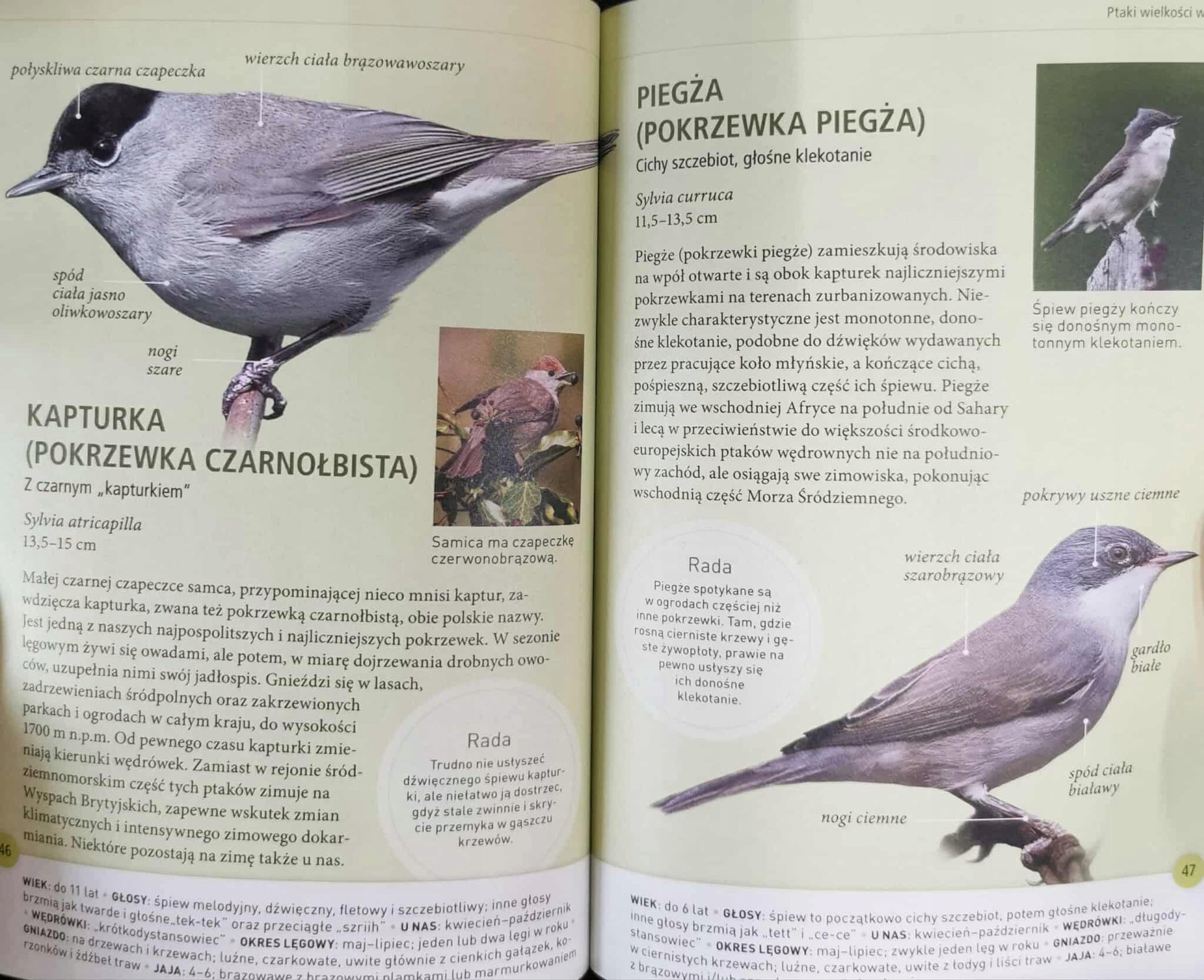 2 książki: Drzewa, Ptaki - jak je rozpoznawać