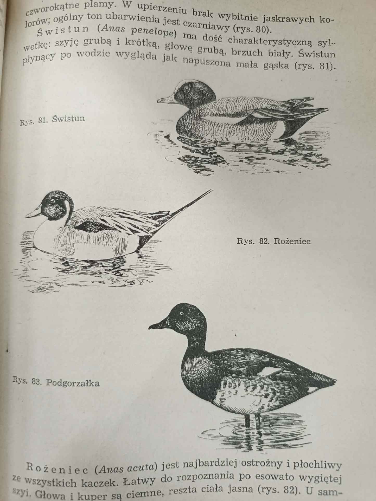 Łowiectwo dla leśników i myśliwych, TADEUSZ PASŁAWSKI