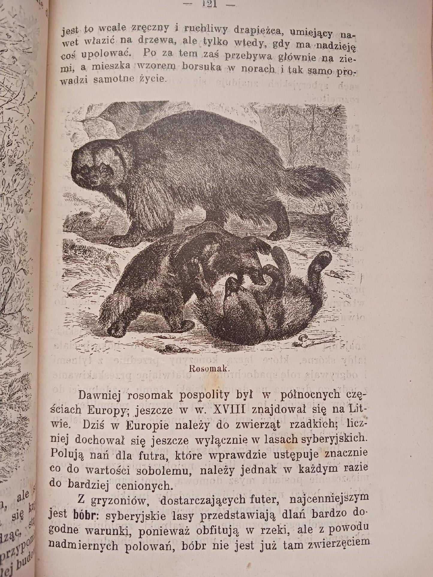 Zwierzęta lądowe i morskie B. Dyakowski [przedwojenna biologia, wyd. 1907r]