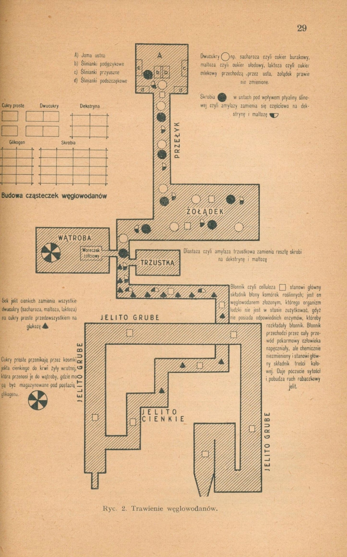 Teorja przyrządzania potraw, Z. Czerny i M. Strasburger [Warszawa 1936]