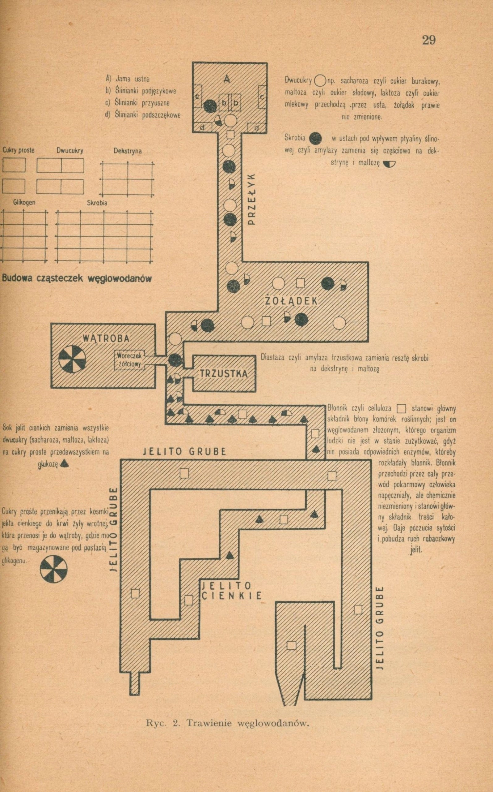 Teorja przyrządzania potraw, Z. Czerny i M. Strasburger [Warszawa 1936]