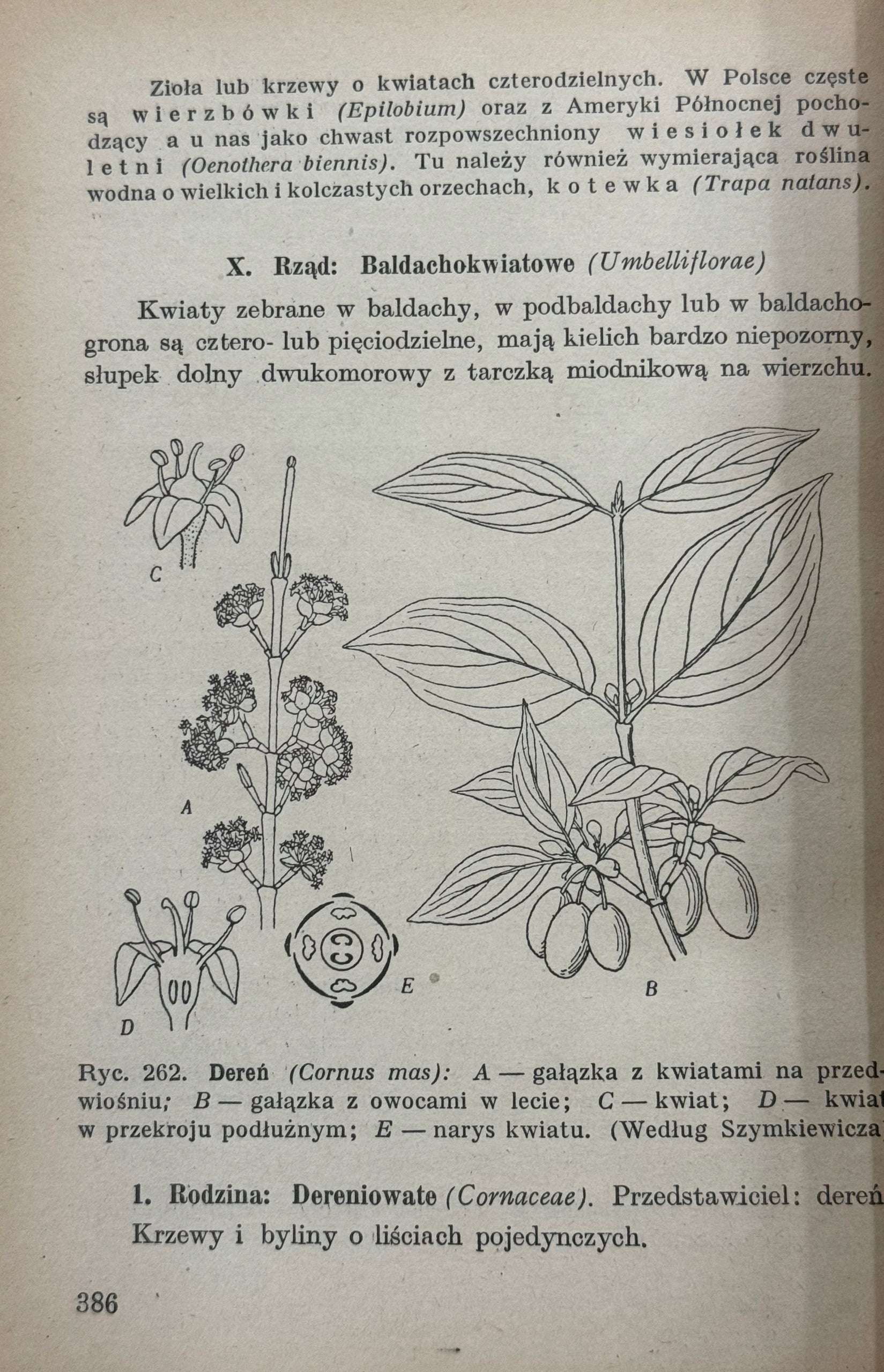Zarys botaniki z ćwiczeniami Władysław Szafer, Bohdan Dyakowski [1947]
