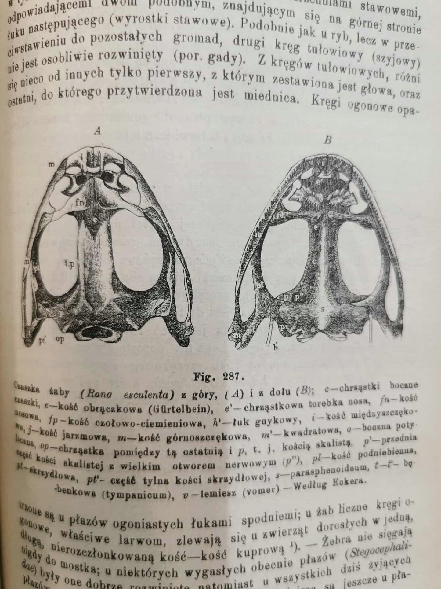 Podręcznik Zoologii, dr. J. E. V. Boas [Warszawa 1893]