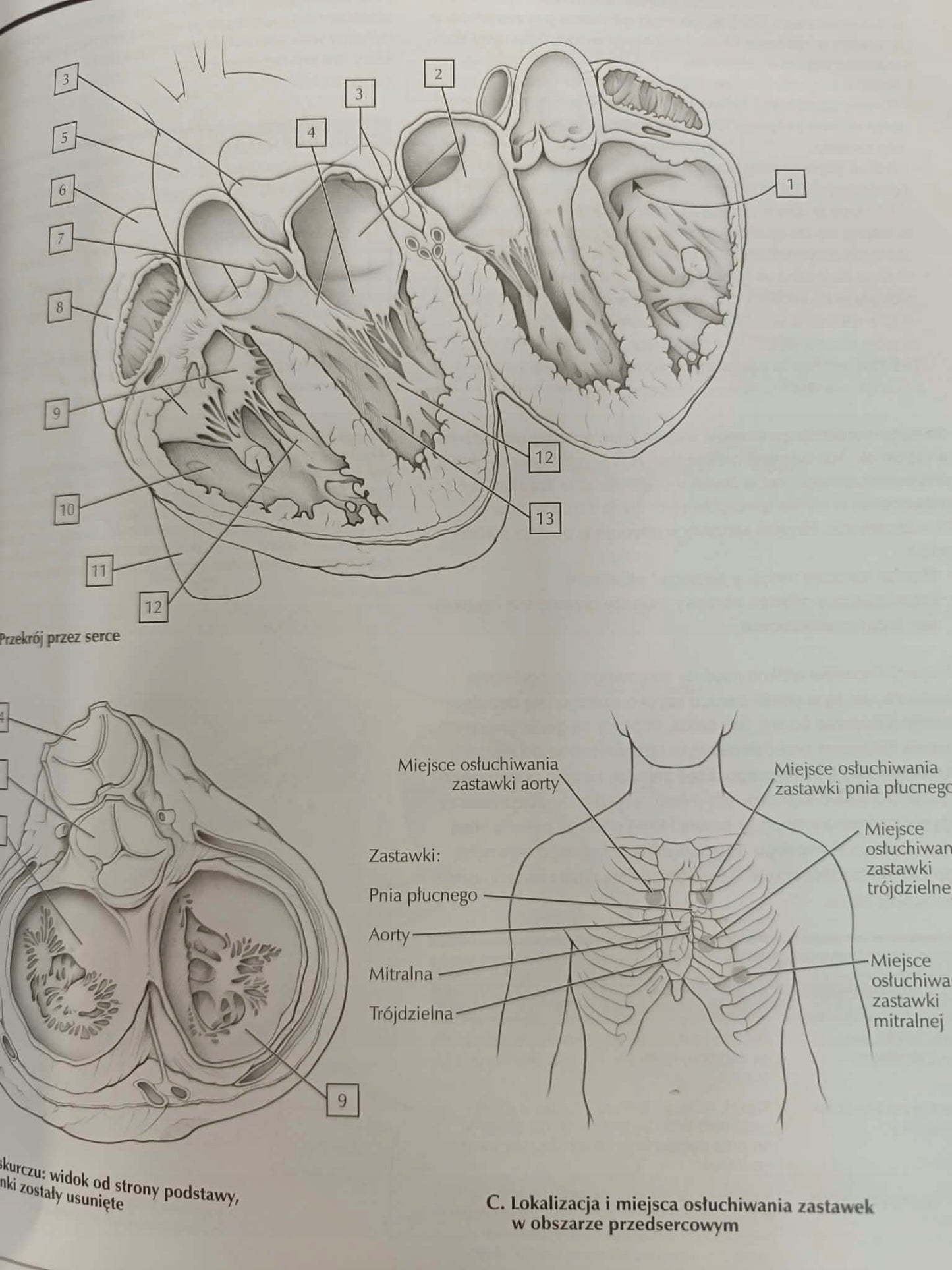 Anatomia Nettera do kolorowania John T. Hansen