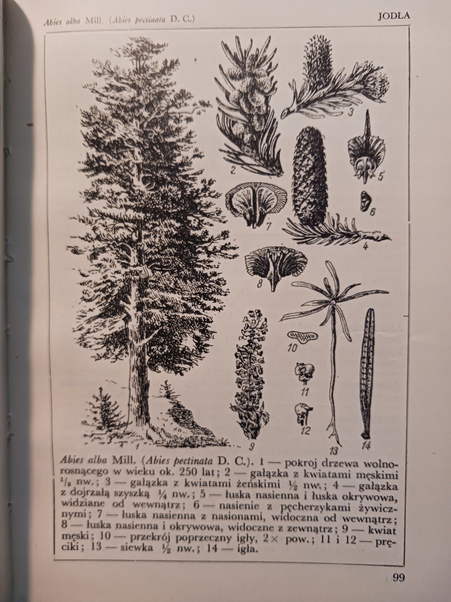 Encyklopedia techniczna tom I Drzewa użytkowe Antoni Warywoda