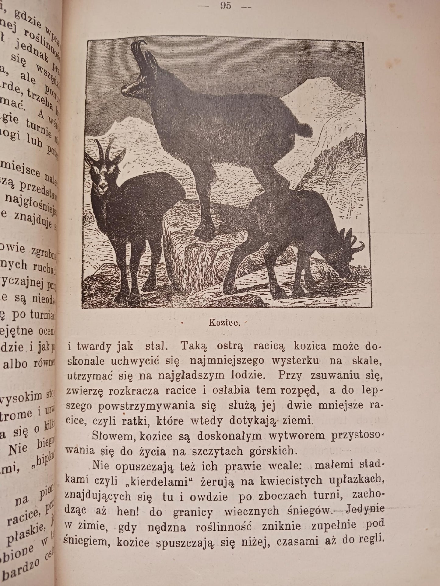 Zwierzęta lądowe i morskie B. Dyakowski [przedwojenna biologia, wyd. 1907r]