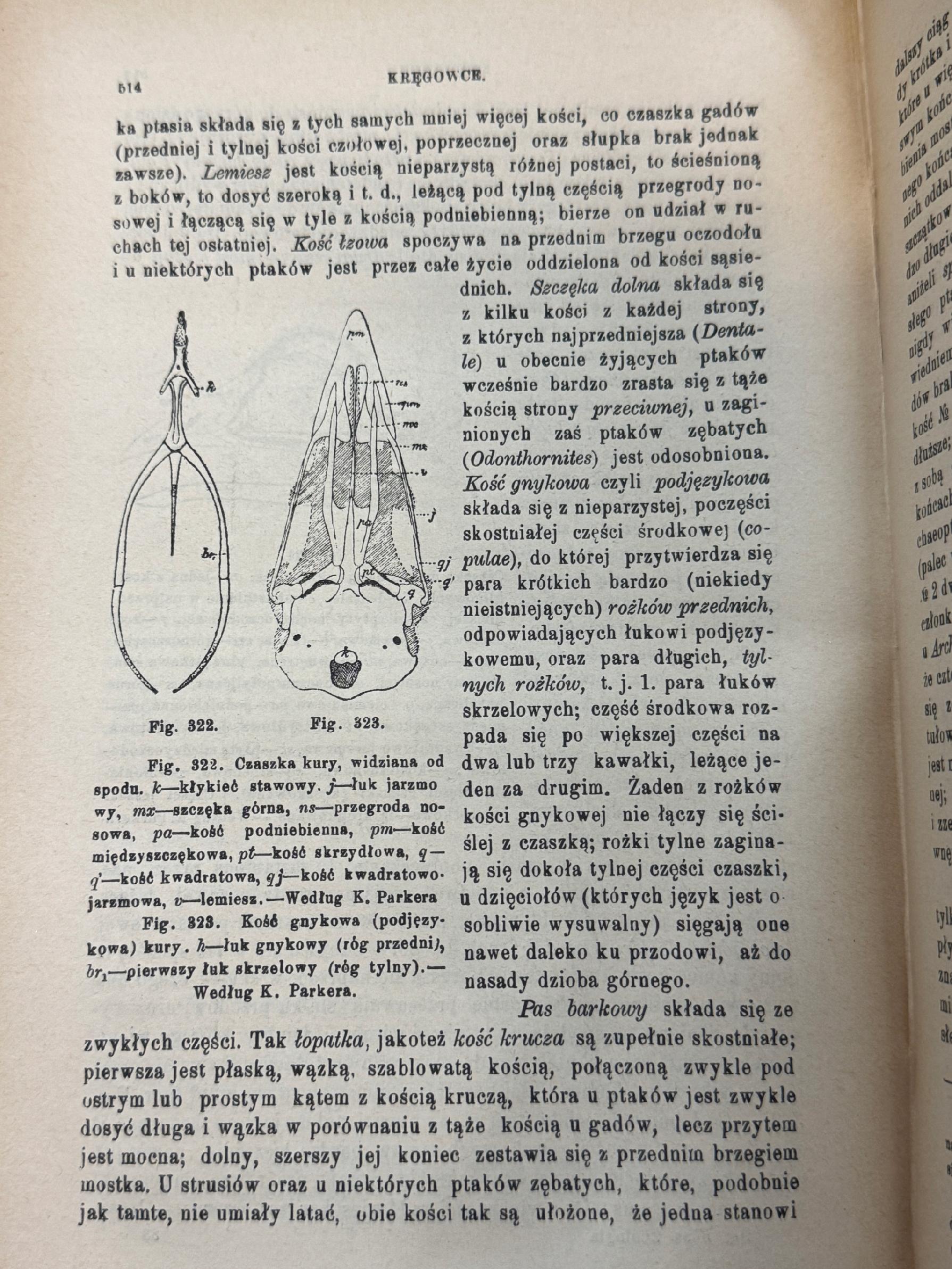 Podręcznik zoologii dla uczących sie i nauczających J. E. V. Boas [1898 r.]
