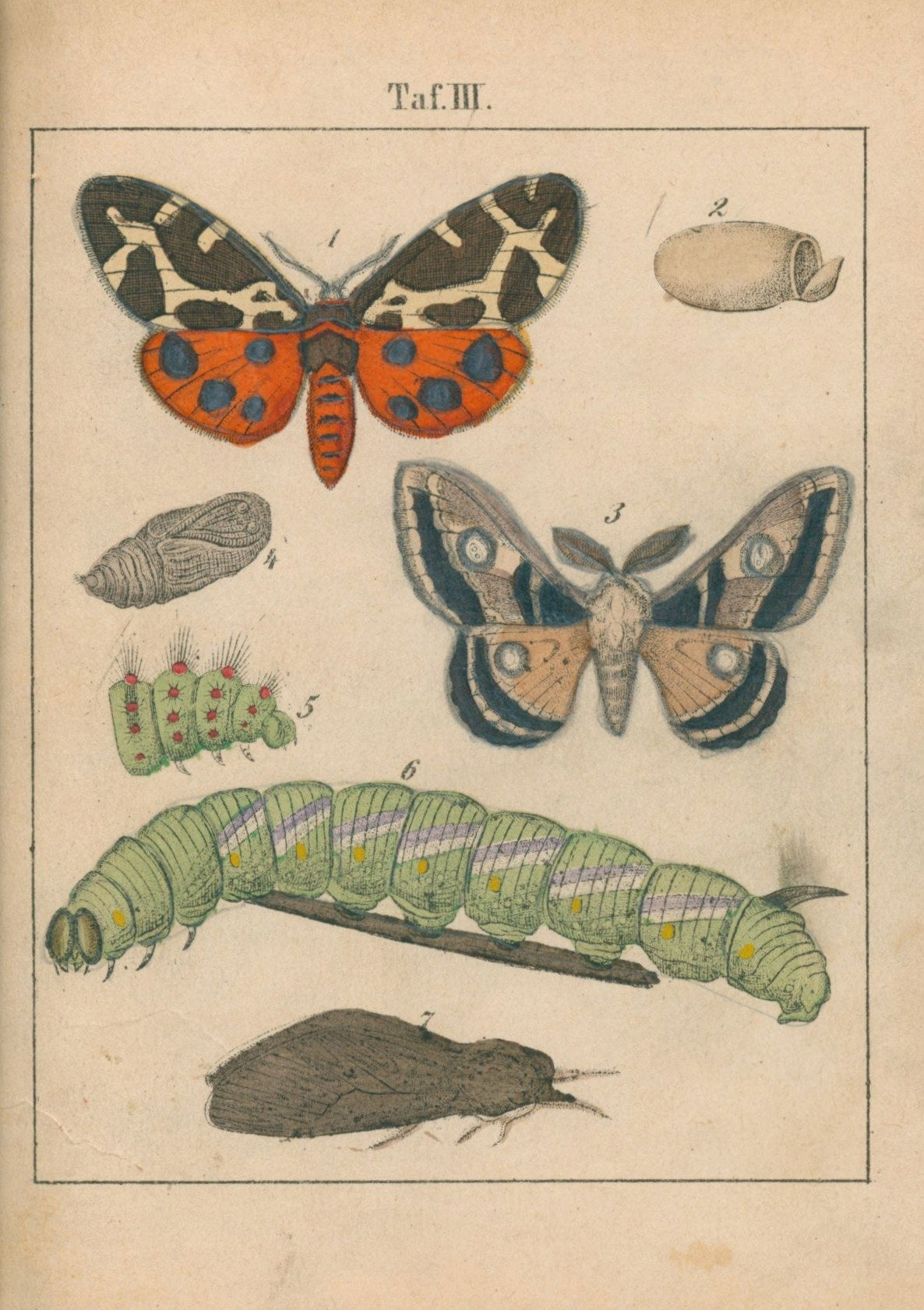 Księga motyli (Schmeterlingsbuch) [Halle 1890]