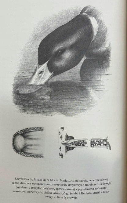 c2265beb8f008f653cac349b3c9fb7b1