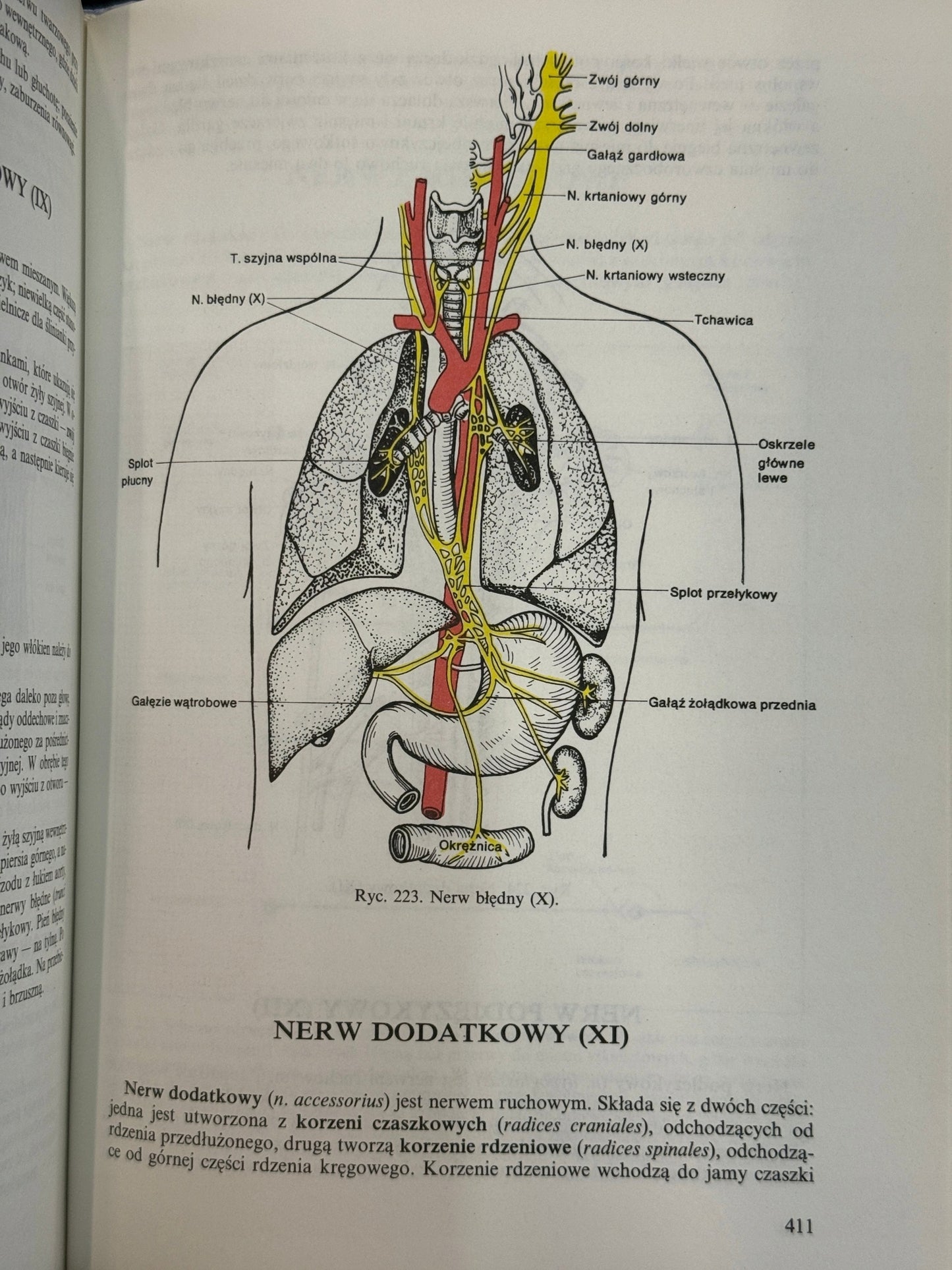 Anatomia i fizjologia człowieka Aleksander Michajlik, Witold Ramotowski