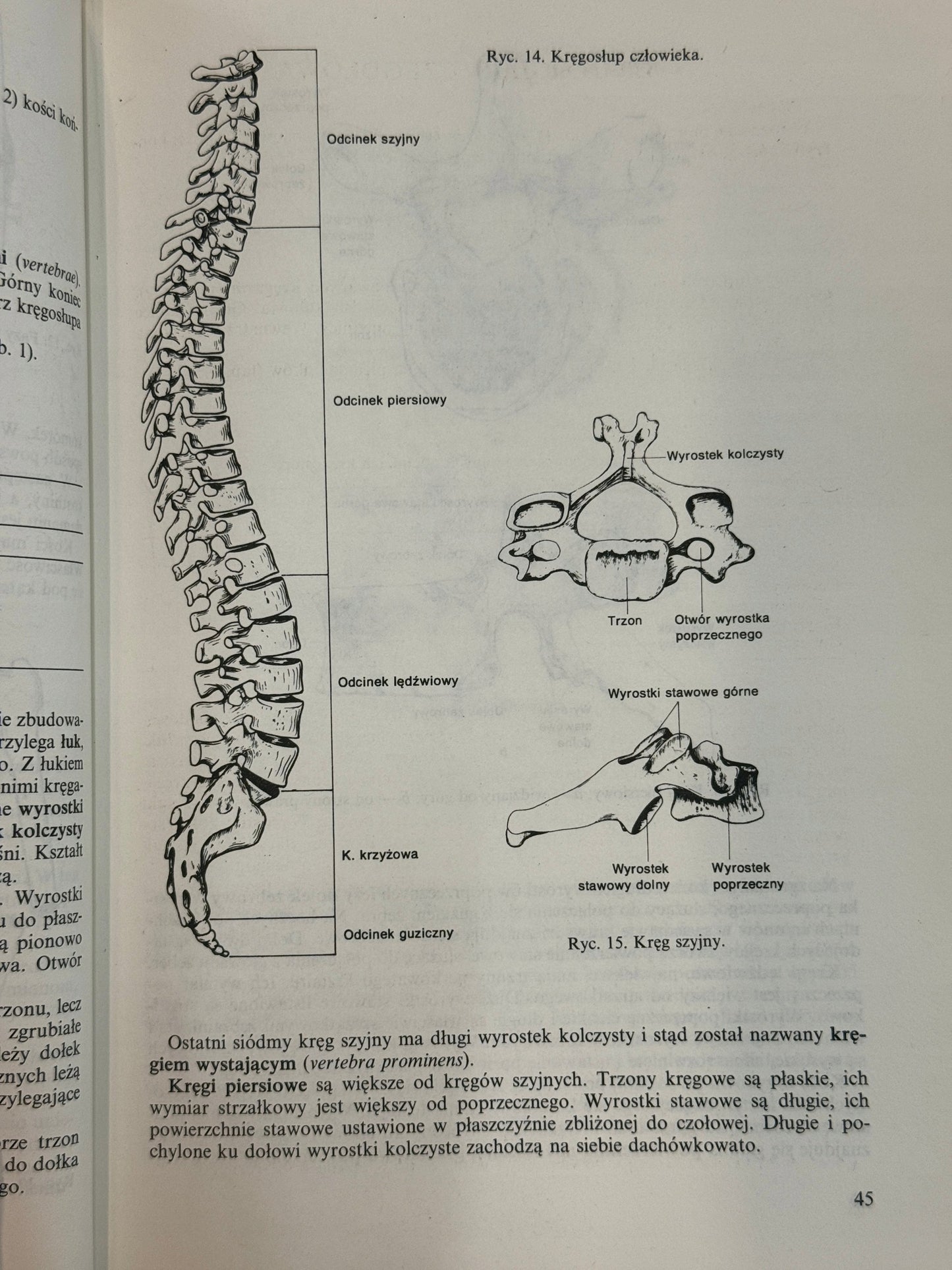 Anatomia i fizjologia człowieka Aleksander Michajlik, Witold Ramotowski