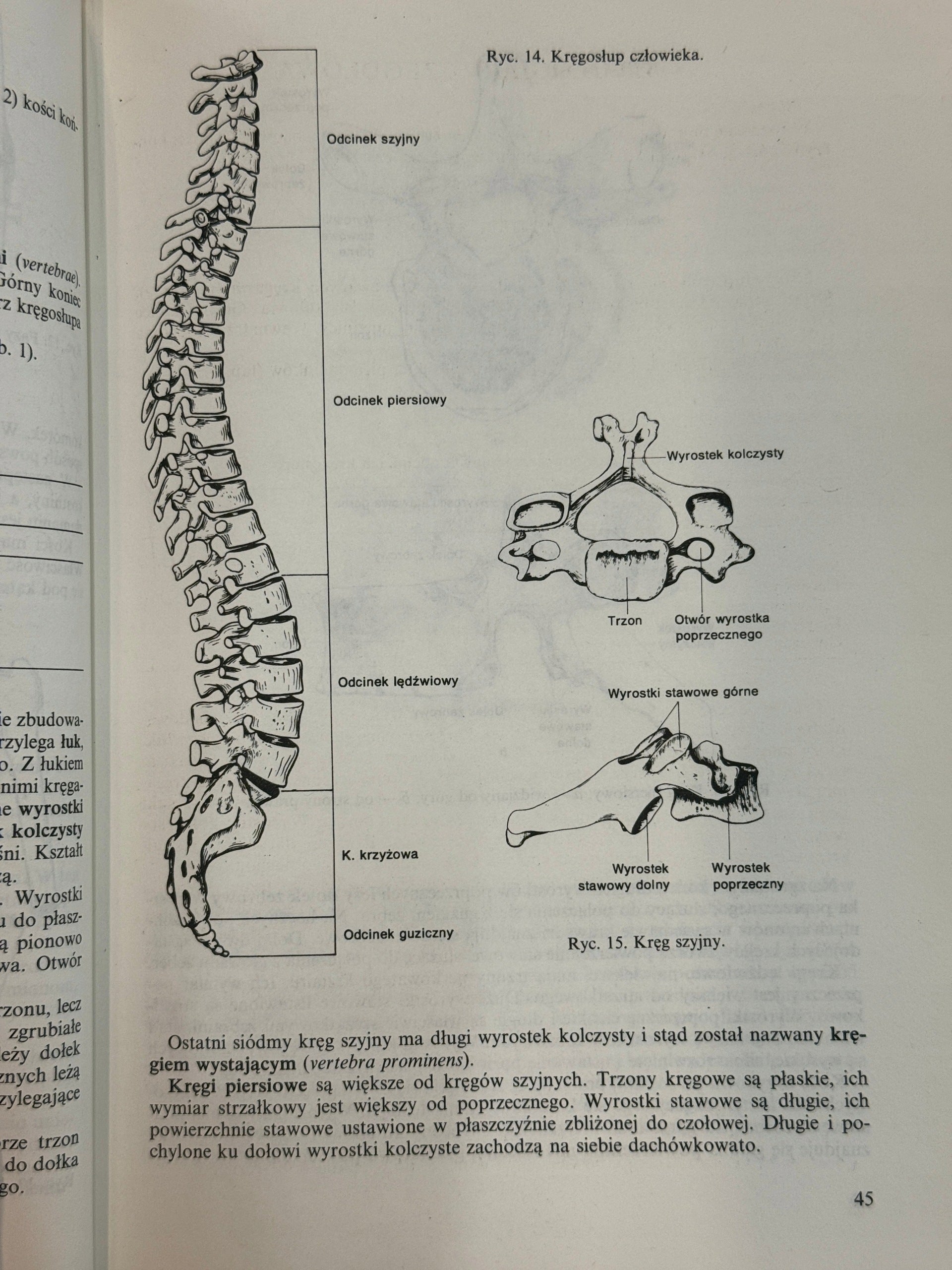 Anatomia i fizjologia człowieka Aleksander Michajlik, Witold Ramotowski