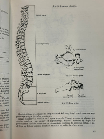 Anatomia i fizjologia człowieka Aleksander Michajlik, Witold Ramotowski