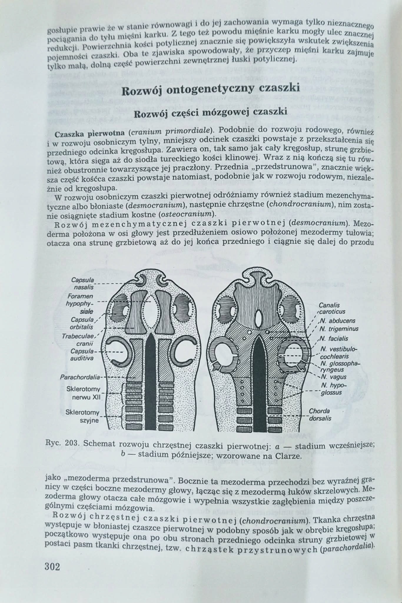 Komplet 5 tomów Anatomia człowieka Adam Bochenek Michał Reicher