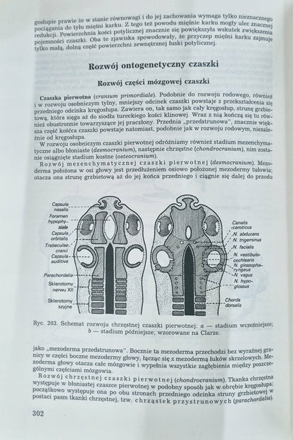 Komplet 5 tomów Anatomia człowieka Adam Bochenek Michał Reicher
