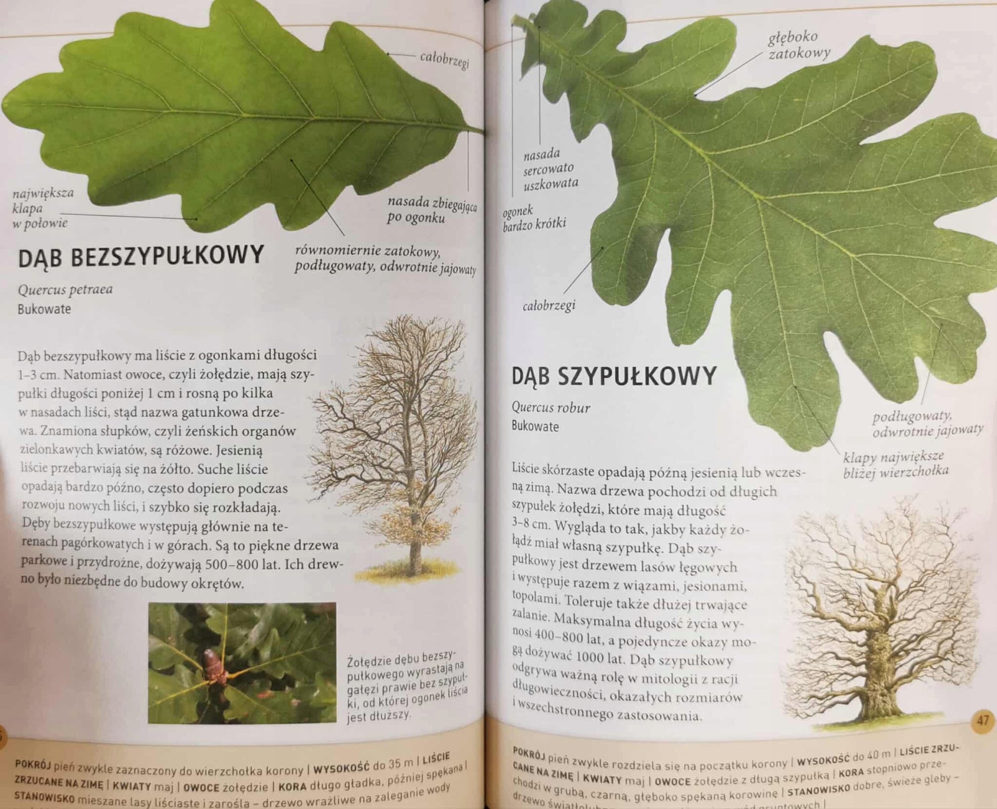 2 książki: Drzewa, Ptaki - jak je rozpoznawać