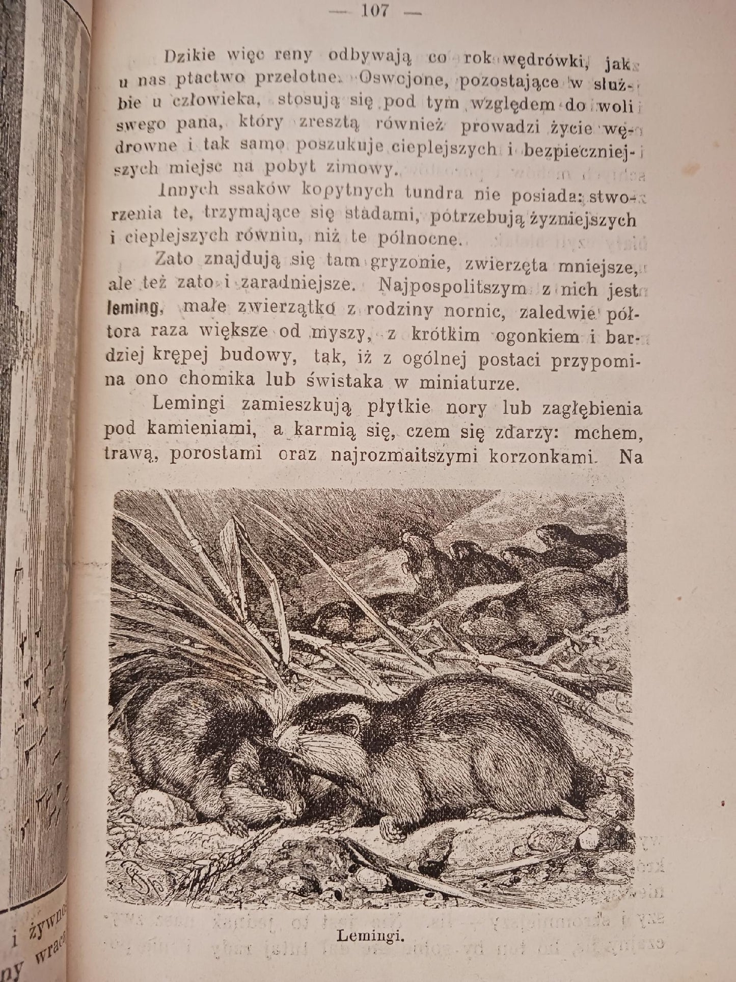 Zwierzęta lądowe i morskie B. Dyakowski [przedwojenna biologia, wyd. 1907r]
