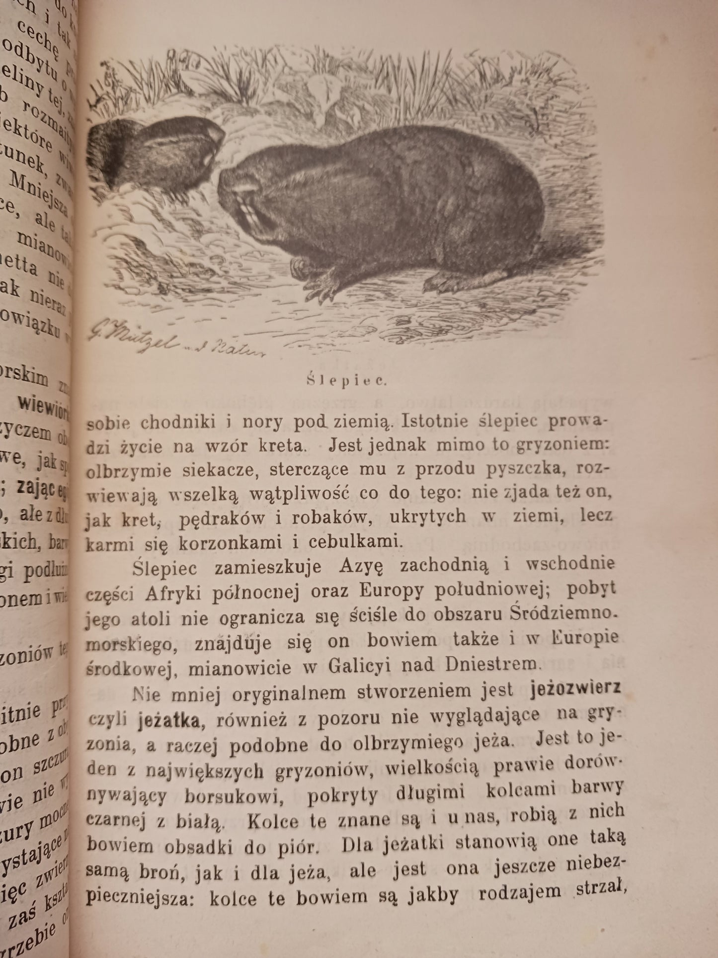 Zwierzęta lądowe i morskie B. Dyakowski [przedwojenna biologia, wyd. 1907r]
