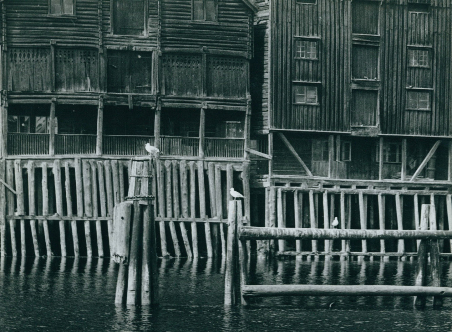 Fotografia Norwegia- Mewy Edward Hartwig
